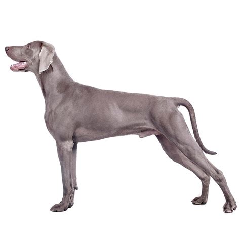 Weimaraner (Short/smooth coat) Dog Breed Information .